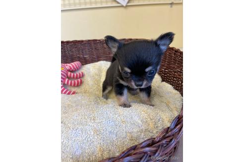 成約済の愛知県のチワワ(ロングコート)-187410の13枚目