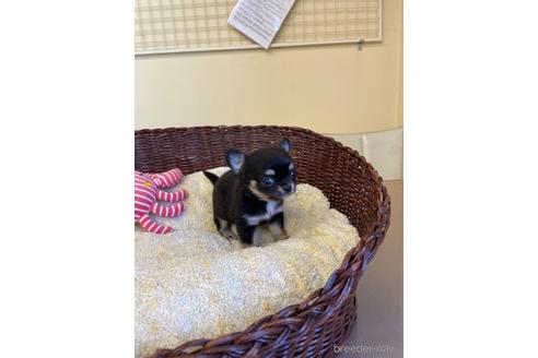 成約済の愛知県のチワワ(ロングコート)-187410の2枚目