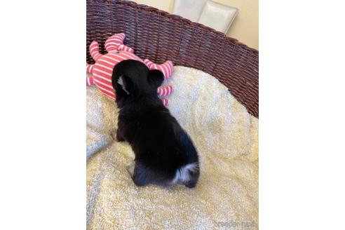 成約済の愛知県のチワワ(ロングコート)-187410の3枚目