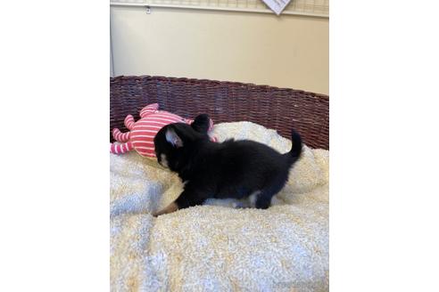 成約済の愛知県のチワワ(ロングコート)-187410の4枚目