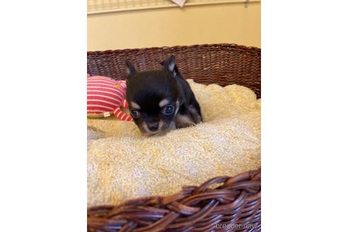 成約済の愛知県のチワワ(ロングコート)-187410の5枚目