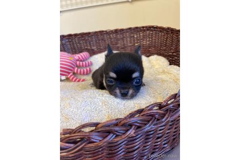 成約済の愛知県のチワワ(ロングコート)-187410の6枚目