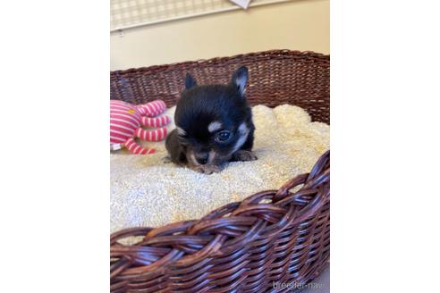 成約済の愛知県のチワワ(ロングコート)-187410の7枚目