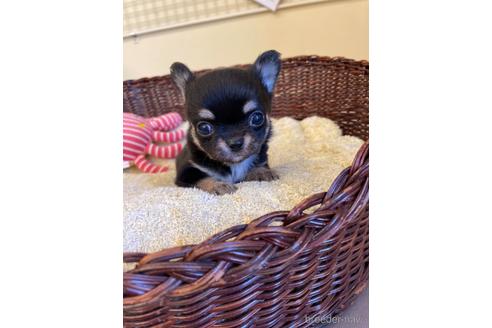 成約済の愛知県のチワワ(ロングコート)-187410の8枚目