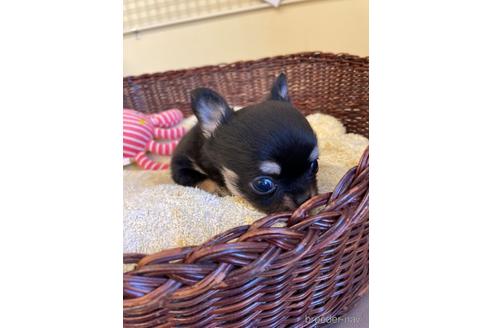 成約済の愛知県のチワワ(ロングコート)-187410の1枚目