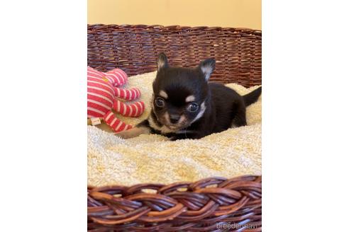 成約済の愛知県のチワワ(ロングコート)-187410の9枚目