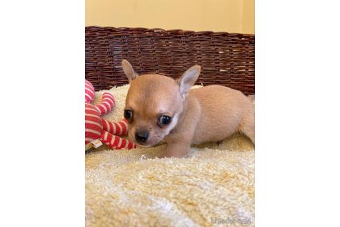 成約済の愛知県のチワワ(スムースコート)-187412の1枚目