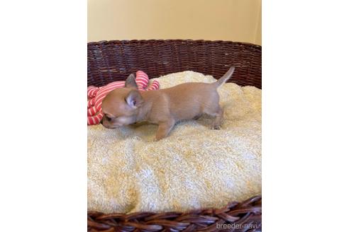 成約済の愛知県のチワワ(スムースコート)-187412の4枚目