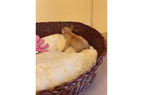 成約済の愛知県のチワワ(スムースコート)-187412の5枚目