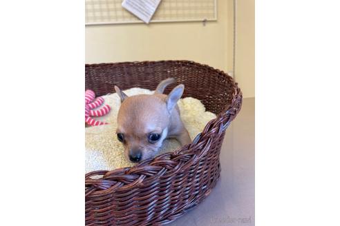 成約済の愛知県のチワワ(スムースコート)-187412の6枚目