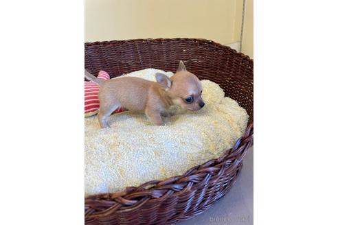 成約済の愛知県のチワワ(スムースコート)-187412の2枚目
