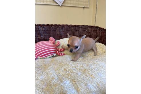 成約済の愛知県のチワワ(スムースコート)-187412の3枚目