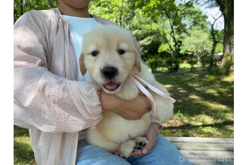 成約済の岐阜県のゴールデンレトリーバー-183182の35枚目