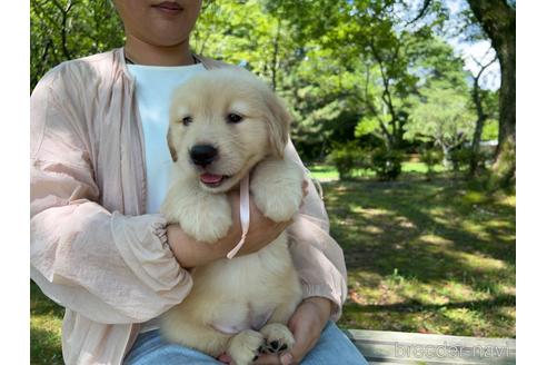 成約済の岐阜県のゴールデンレトリーバー-183182の38枚目