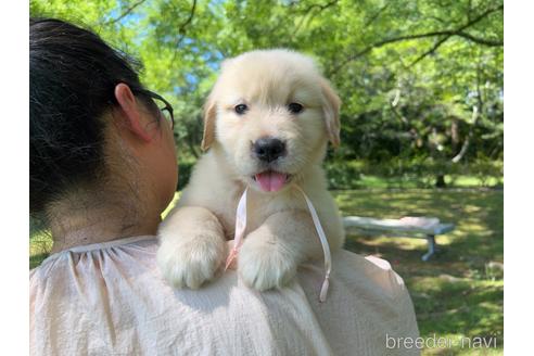 成約済の岐阜県のゴールデンレトリーバー-183182の22枚目