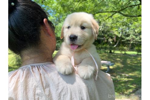 成約済の岐阜県のゴールデンレトリーバー-183182の9枚目