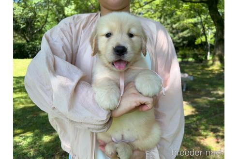 成約済の岐阜県のゴールデンレトリーバー-183182の13枚目