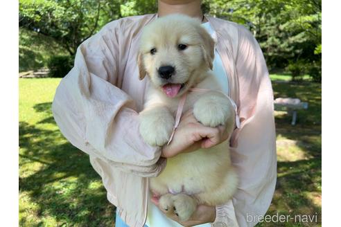 成約済の岐阜県のゴールデンレトリーバー-183182の17枚目