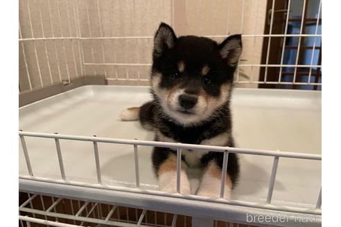 成約済の兵庫県の豆柴-187439の3枚目