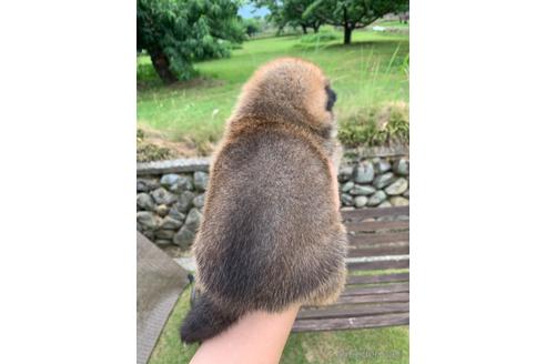 成約済の山梨県の柴犬-187477の4枚目