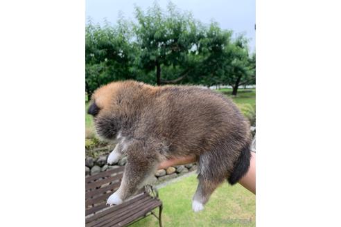 成約済の山梨県の柴犬-187477の3枚目