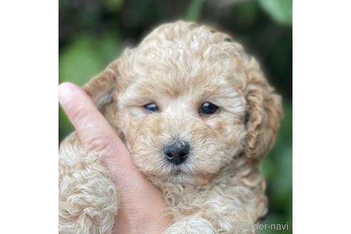 福岡県のトイプードル 男の子 22 05 19生まれ クリーム 子犬id ブリーダーナビ 福岡県のトイプードル 男の子 22 05 19生まれ クリーム 子犬id ブリーダーナビ