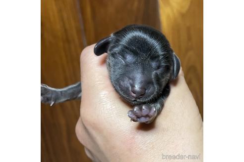 成約済の福岡県のミニチュアダックスフンド(ロングヘアード)-187515の7枚目