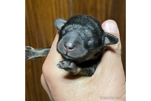 成約済の福岡県のミニチュアダックスフンド(ロングヘアード)-187517の6枚目