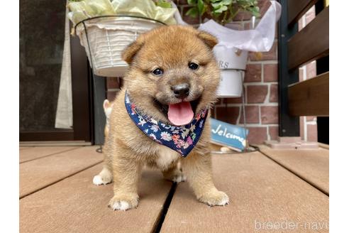 成約済の埼玉県の柴犬-187359の3枚目