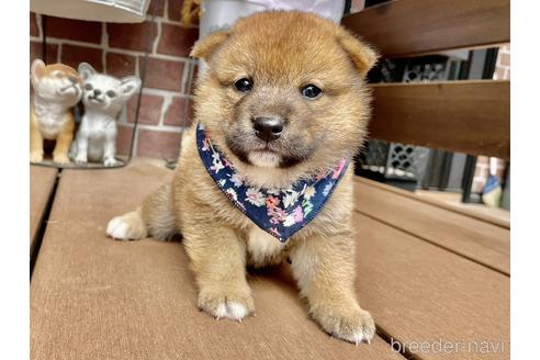 成約済の埼玉県の柴犬-187359の2枚目