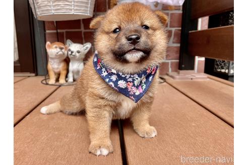 成約済の埼玉県の柴犬-187359の1枚目