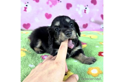 成約済の兵庫県のミニチュアダックスフンド(ロングヘアード)-187542の1枚目