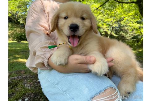 成約済の岐阜県のゴールデンレトリーバー-183219の28枚目