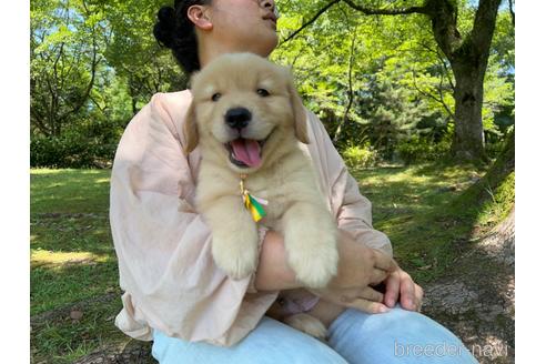 成約済の岐阜県のゴールデンレトリーバー-183219の32枚目