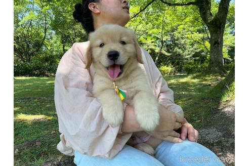 成約済の岐阜県のゴールデンレトリーバー-183219の40枚目