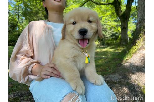 成約済の岐阜県のゴールデンレトリーバー-183219の14枚目