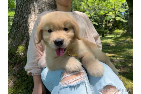 成約済の岐阜県のゴールデンレトリーバー-183219の11枚目