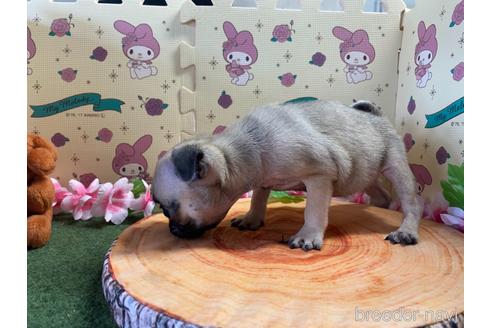 成約済の栃木県のパグ-187562の2枚目