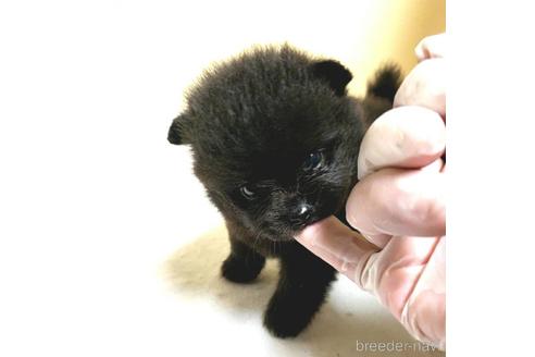 成約済の茨城県のミックス犬-185855の8枚目