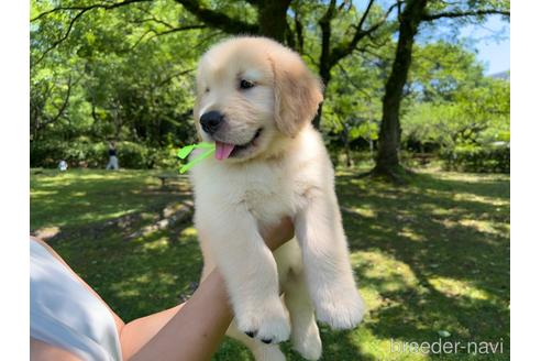 成約済の岐阜県のゴールデンレトリーバー-183188の22枚目