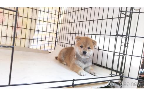 成約済の茨城県の柴犬-187591の1枚目