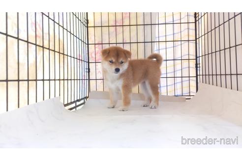 成約済の茨城県の柴犬-187592の1枚目