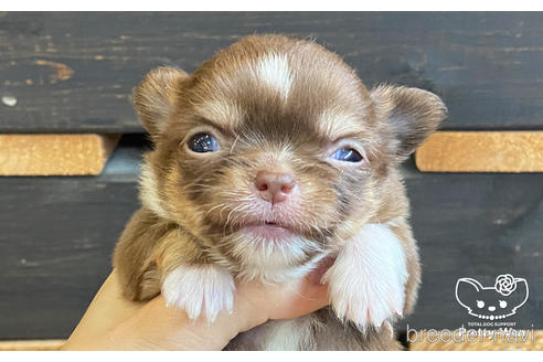 成約済の愛知県のチワワ(ロングコート)-187595の4枚目