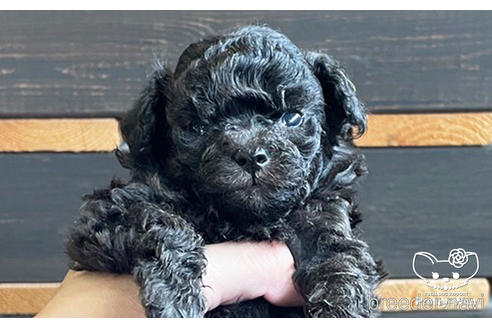 成約済の愛知県のタイニープードル-187601の7枚目