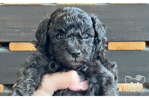 成約済の愛知県のタイニープードル-187602の5枚目