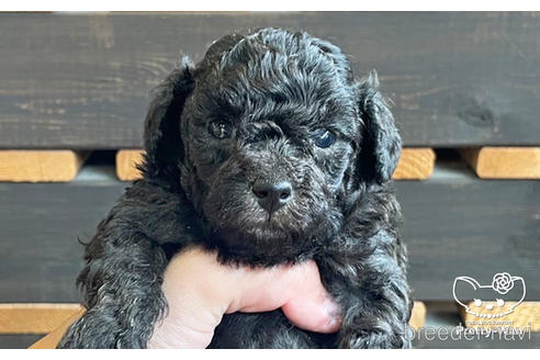 成約済の愛知県のタイニープードル-187603の2枚目