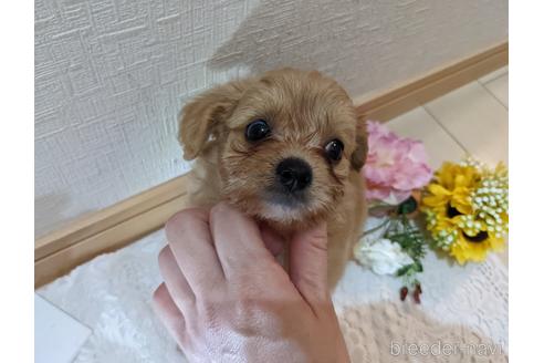 成約済の広島県のチワプー:チワワ×トイプードル-186529の31枚目