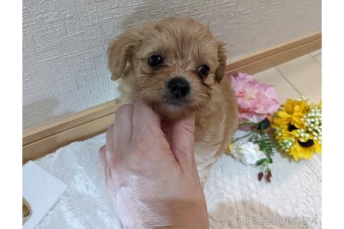 成約済の広島県のチワプー:チワワ×トイプードル-186529の30枚目