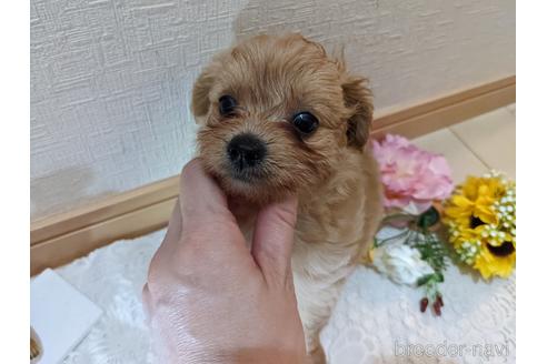 成約済の広島県のチワプー:チワワ×トイプードル-186529の27枚目