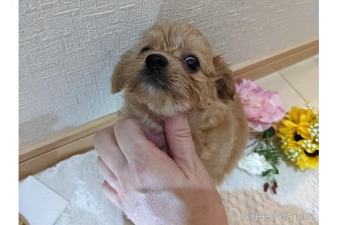 成約済の広島県のチワプー:チワワ×トイプードル-186529の26枚目